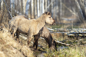 Beautiful gray wild horse graze in the forest