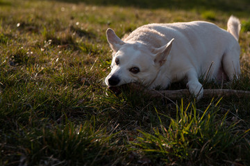 Naklejka na ściany i meble Biało beżowy pies bawiący się patykiem w tle zachodu słońca.