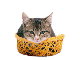 kitten in a basket