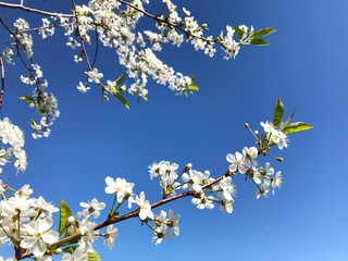 cherry blossom against blue sky