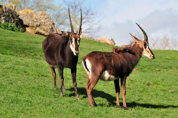 Deux Antilopes noires ou Hippotragues noirs d'Afrique