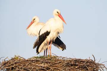 Two storks sit in a nest built on a post