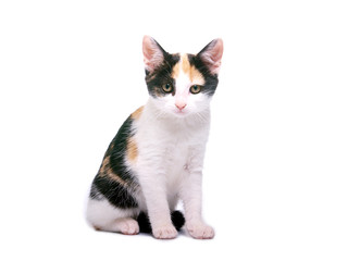cat on white background