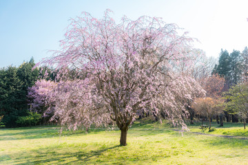 Naklejka premium しだれ桜と芝生