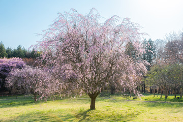 しだれ桜と芝生