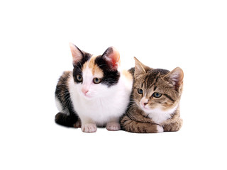 kittens on white background