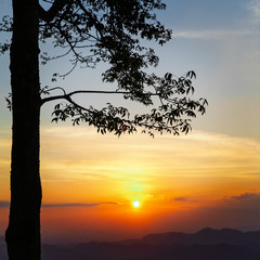 Sunset behind tree over mountain.
