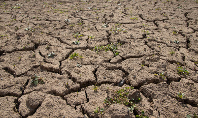 Dry earth is thirsty for rain. Cracks in the soil.