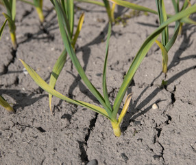Dry earth is thirsty for rain. Cracks in the soil.