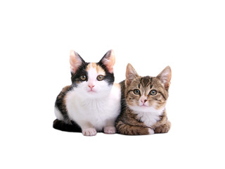 kittens on white background