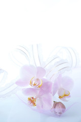 胡蝶蘭の花束とレースのリボン
