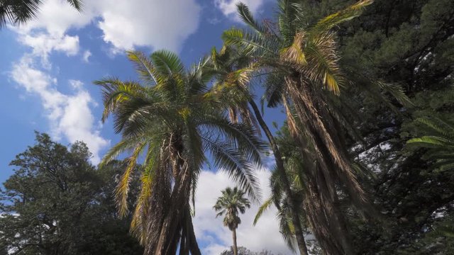 A peaceful pan of a grove of palm trees on a sunny day with a background of a blue sky with patchy clouds - Cape Town, South Africa