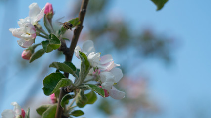 Bee on a blossoming apple tree