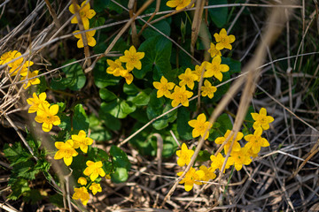 yellow daffodils in between the grass