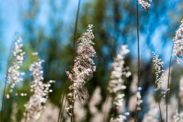 reeds in the wind