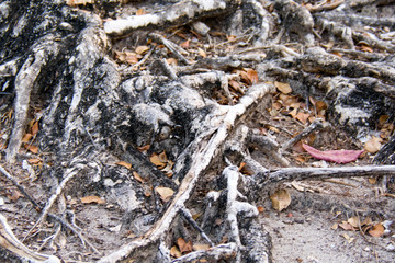 big roots on the ground, with foliage