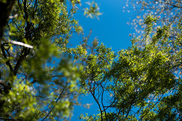 Green leaves against blue sky
