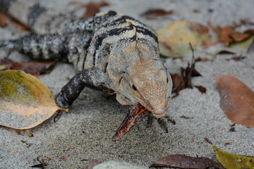Iguana