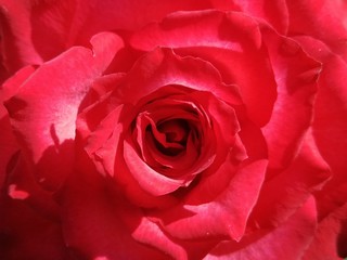 red rose close up