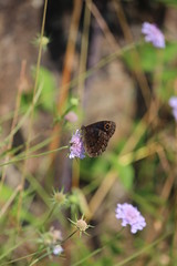 Schmetterling/Butterfly
