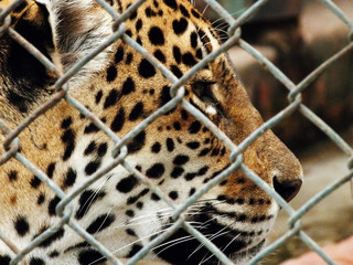close up of a leopard jaguar locked up