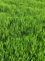 champs de blé