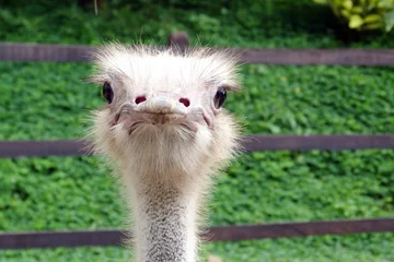  portrait of an ostrich at the zoo in Pereira, Risaralda, Colombia. © Luisa