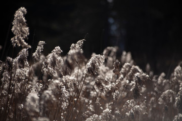 Dry grass background. Plants in the field