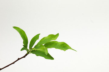 Close-up of Spring twig with green leaves isolated on white background
