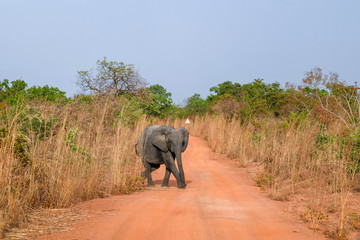Elephant in Nazing national park in Burkina Faso