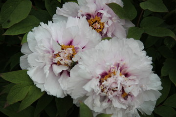 Peony bud spring flower blossom
