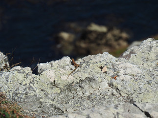 Small reptile on rock.