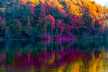 Panele Szklane  Piękno scenerii drzew odbijających taflę wody w jesiennych barwach nad jeziorem w Pang Ung Thailand