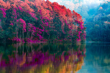 Obrazy na Szkle  Piękno scenerii drzew odbijających taflę wody w jesiennych barwach nad jeziorem w Pang Ung Thailand