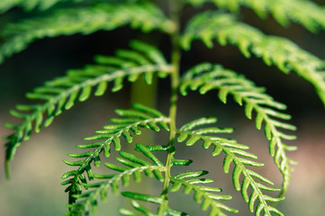 green fern leaves