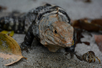 Rettile sulla spiaggia nel parco naturale manuel antonio