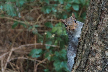 Squirrel hiding behind a tree