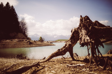 Fototapeta premium Forggensee im Frühling, Baumstamm
