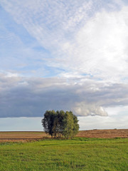 Fototapeta premium trees in the meadow