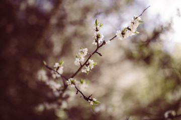 weiße zarte Blüten im Frühling