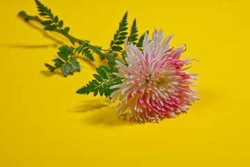 yellow flower on a yellow background