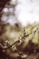 weiße zarte Blüten im Frühling