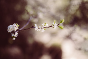 weiße zarte Blüten im Frühling