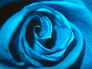 Obraz na płótnie Canvas blue rose close up