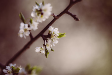 weiße zarte Blüten im Frühling