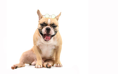 Cute brown french bulldog wear glasses isolated on white background