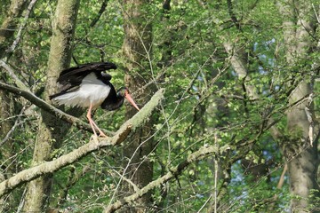 Frei lebender Schwarzstorch(Ciconia nigra ) steht auf einem Baum, Nordrhein-Westfalen, Deutschland