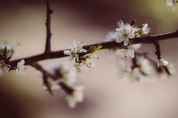 weiße zarte Blüten im Frühling