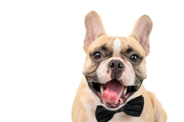 Cute brown french bulldog smile and wear black bow tie