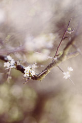 weiße zarte Blüten im Frühling